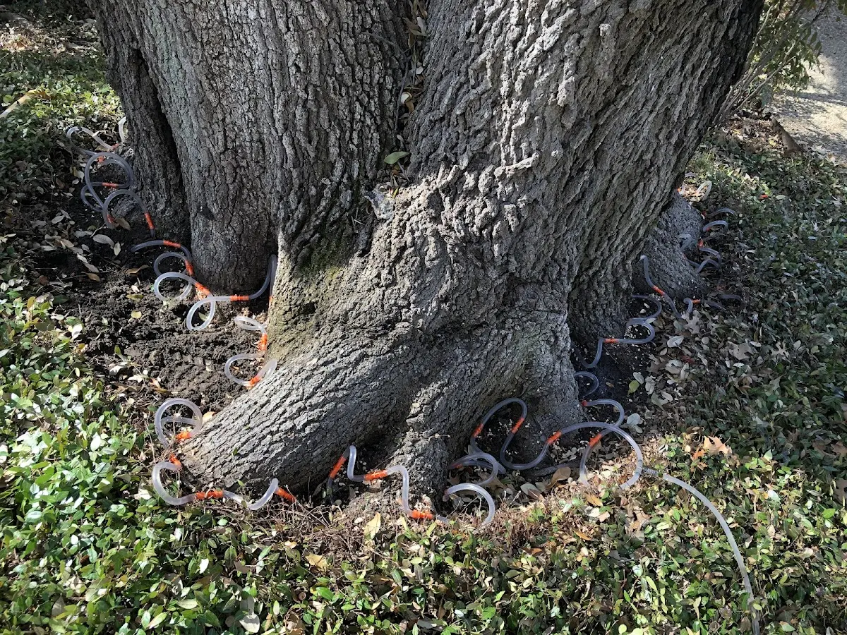 Detailed Tree Cabling and Bracing job site in Whitestown