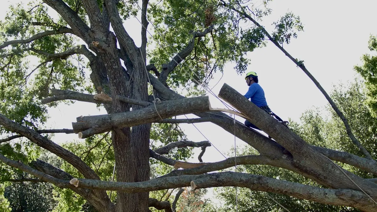 Professional Hazardous Tree Removal performed by certified arborists in Whitestown