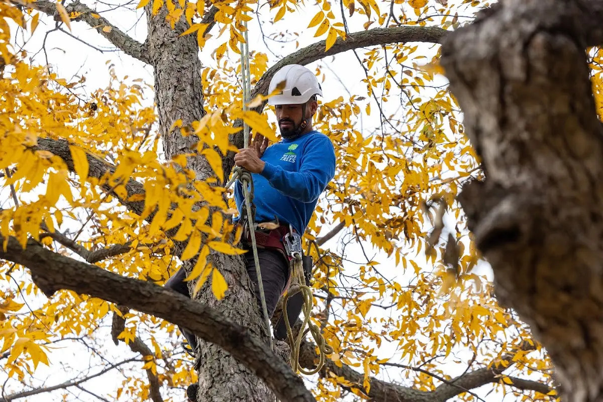 Skilled Tree Pruning crew working in Whitestown